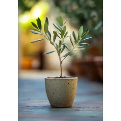 Plant in a Box Olijfboom - Set van 2 - Olea europaea - Hoogte 25-40cm - ⌀9cm Best