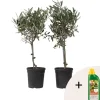 Plant in a Box Olijfboom - Set van 2 - Olea europaea - Hoogte 50-60cm - ⌀14cm Hot