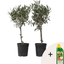 Plant in a Box Olijfboom - Set van 2 - Olea europaea - Hoogte 50-60cm - ⌀14cm Hot