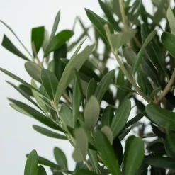 Plant in a Box Olijfboom - Set van 2 - Olea europaea - Hoogte 50-60cm - ⌀14cm Hot