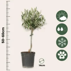 Plant in a Box Olijfboom - Set van 2 - Olea europaea - Hoogte 50-60cm - ⌀14cm Hot