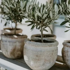 Plant in a Box Olijfboom - Set van 2 - Olea europaea - Hoogte 50-60cm - ⌀14cm Hot