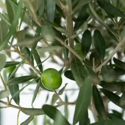 Plant in a Box Olijfboom - Set van 2 - Olea europaea - Hoogte 50-60cm - ⌀14cm Hot