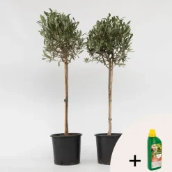 Plant in a Box Olijfboom met voeding - Set van 2 - Olea europaea - Hoogte 90-100cm - ⌀21cm Sale