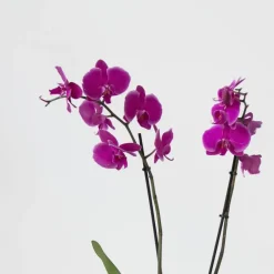 Plant in a Box Orchidee - Phalaenopsis - Hoogte 50-60cm - ⌀12cm Outlet