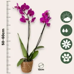 Plant in a Box Orchidee - Phalaenopsis - Hoogte 50-60cm - ⌀12cm Outlet