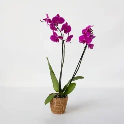 Plant in a Box Orchidee - Phalaenopsis - Hoogte 50-60cm - ⌀12cm Outlet