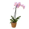 Plant in a Box Orchidee - Phalaenopsis - Hoogte 50-60cm - ⌀12cm Sale