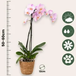 Plant in a Box Orchidee - Phalaenopsis - Hoogte 50-60cm - ⌀12cm Sale