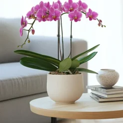Plant in a Box Orchidee paars - Phalaenopsis Multiflora - Hoogte 35-45cm - ⌀12cm
