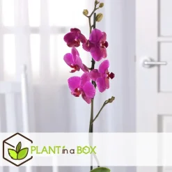 Plant in a Box Orchidee paars - Phalaenopsis Multiflora - Hoogte 35-45cm - ⌀12cm