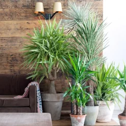 Plant in a Box Palmlelie - Set van 3 - Yucca elephantipes - Hoogte 50-60cm - ⌀14cm Clearance