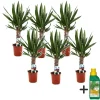 Plant in a Box Palmlelie - Set van 6 - Yucca elephantipes - Hoogte 50-60cm - ⌀14cm Clearance
