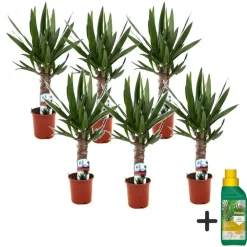 Plant in a Box Palmlelie - Set van 6 - Yucca elephantipes - Hoogte 50-60cm - ⌀14cm Clearance