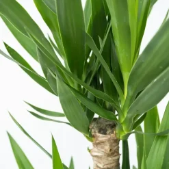 Plant in a Box Palmlelie - Set van 6 - Yucca elephantipes - Hoogte 50-60cm - ⌀14cm Clearance
