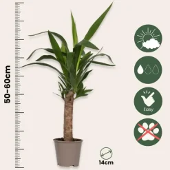 Plant in a Box Palmlelie - Set van 6 - Yucca elephantipes - Hoogte 50-60cm - ⌀14cm Clearance