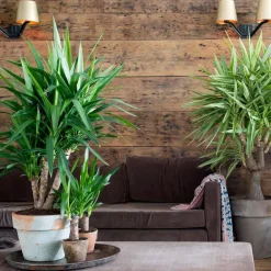 Plant in a Box Palmlelie - Set van 6 - Yucca elephantipes - Hoogte 50-60cm - ⌀14cm Clearance