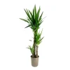 Plant in a Box Palmlelie - Yucca elephantipes - Hoogte 130-140cm - ⌀24cm