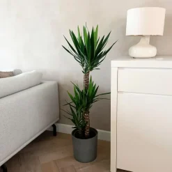 Plant in a Box Palmlelie - Yucca elephantipes - Hoogte 130-140cm - ⌀24cm
