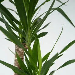 Plant in a Box Palmlelie - Yucca elephantipes - Hoogte 130-140cm - ⌀24cm