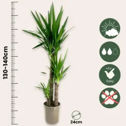 Plant in a Box Palmlelie - Yucca elephantipes - Hoogte 130-140cm - ⌀24cm