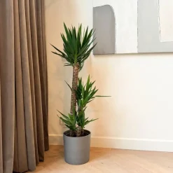 Plant in a Box Palmlelie - Yucca elephantipes - Hoogte 130-140cm - ⌀24cm