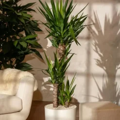 Plant in a Box Palmlelie - Yucca elephantipes - Hoogte 130-140cm - ⌀24cm