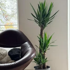 Plant in a Box Palmlelie - Yucca elephantipes - Hoogte 130-140cm - ⌀24cm