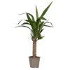 Plant in a Box Palmlelie - Yucca elephantipes - Hoogte 50-60cm - ⌀14cm Hot