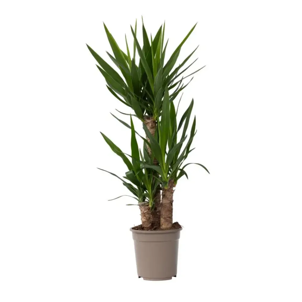 Plant in a Box Palmlelie - Yucca elephantipes - Hoogte 70-80cm - ⌀21cm Best