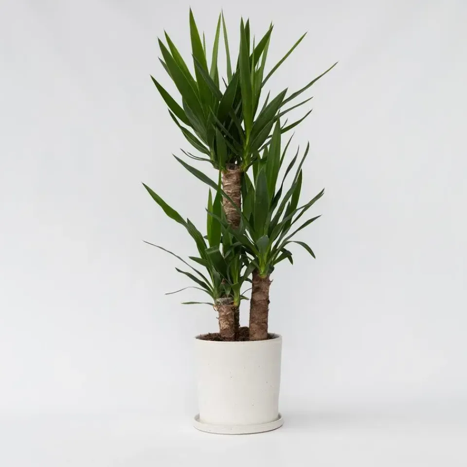 Plant in a Box Palmlelie - Yucca elephantipes - Hoogte 70-80cm - ⌀21cm Best