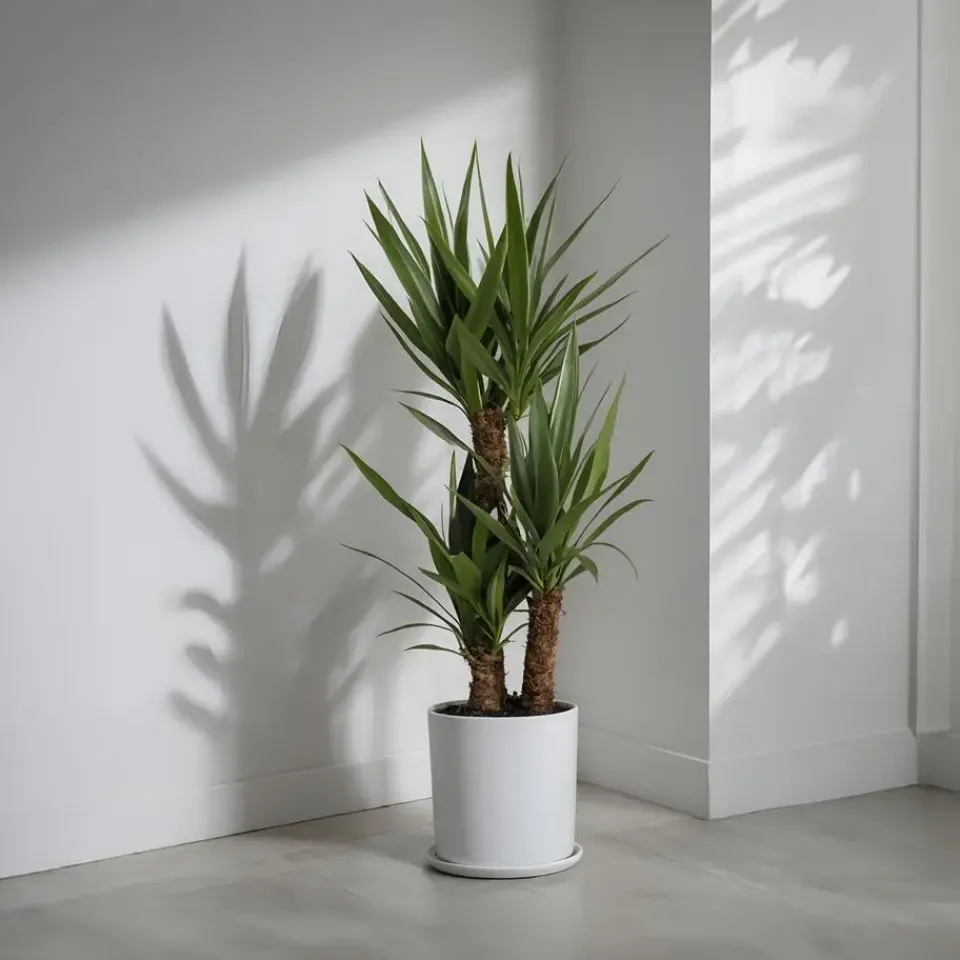 Plant in a Box Palmlelie - Yucca elephantipes - Hoogte 70-80cm - ⌀21cm Best