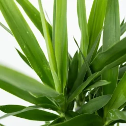 Plant in a Box Palmlelie - Yucca elephantipes - Hoogte 70-80cm - ⌀21cm Best