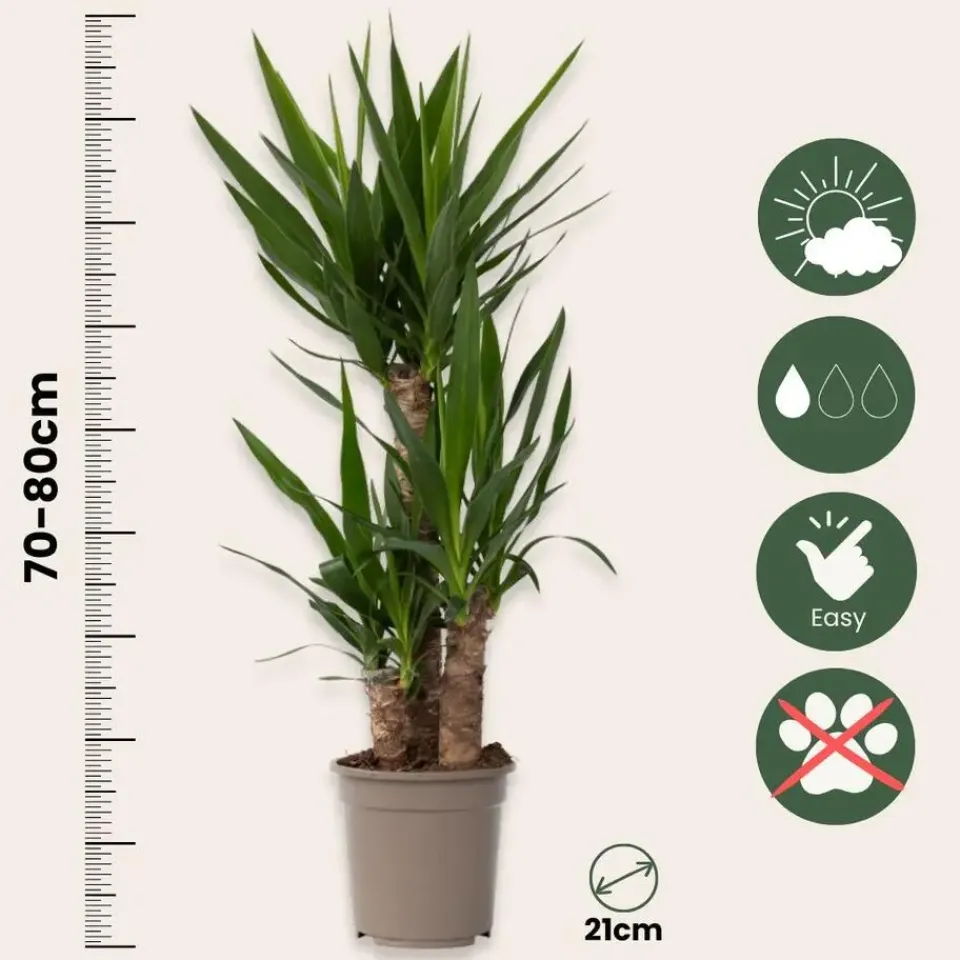 Plant in a Box Palmlelie - Yucca elephantipes - Hoogte 70-80cm - ⌀21cm Best
