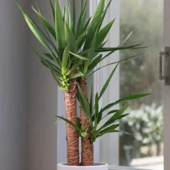 Plant in a Box Palmlelie - Yucca elephantipes - Hoogte 70-80cm - ⌀21cm Best