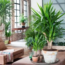 Plant in a Box Palmlelie - Yucca elephantipes - Hoogte 70-80cm - ⌀21cm Best