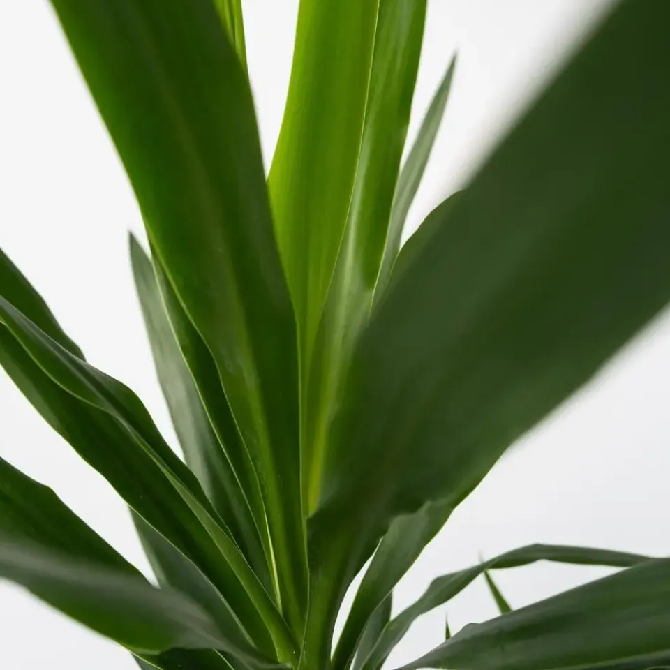 Plant in a Box Palmlelie - Yucca elephantipes - Hoogte 70-80cm - ⌀21cm Best