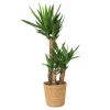 Plant in a Box Palmlelie met mand - Yucca elephantipes - Hoogte 70-80cm - ⌀21cm Best