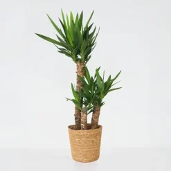 Plant in a Box Palmlelie met mand - Yucca elephantipes - Hoogte 70-80cm - ⌀21cm Best