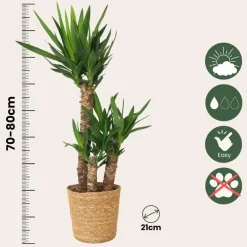Plant in a Box Palmlelie met mand - Yucca elephantipes - Hoogte 70-80cm - ⌀21cm Best