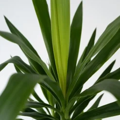 Plant in a Box Palmlelie met mand - Yucca elephantipes - Hoogte 70-80cm - ⌀21cm Best