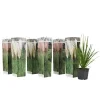 Plant in a Box Pampasgras - Set van 6 - Cortaderia selloana - Hoogte 25-40cm - ⌀9cm Discount