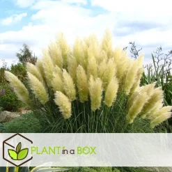 Plant in a Box Pampasgras - Set van 6 - Cortaderia selloana - Hoogte 25-40cm - ⌀9cm Discount