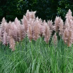 Plant in a Box Pampasgras - Set van 6 - Cortaderia selloana - Hoogte 25-40cm - ⌀9cm Discount