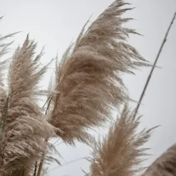 Plant in a Box Pampasgras - Set van 6 - Cortaderia selloana - Hoogte 25-40cm - ⌀9cm Discount