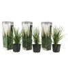 Plant in a Box Pampasgras - Set van 3 - Cortaderia selloana - Hoogte 25-40cm - ⌀9cm Best