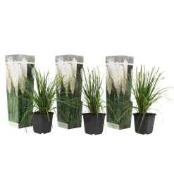 Plant in a Box Pampasgras - Set van 3 - Cortaderia selloana - Hoogte 25-40cm - ⌀9cm Best