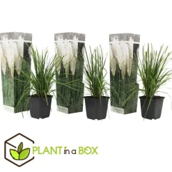 Plant in a Box Pampasgras - Set van 3 - Cortaderia selloana - Hoogte 25-40cm - ⌀9cm Best