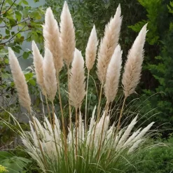 Plant in a Box Pampasgras - Set van 3 - Cortaderia selloana - Hoogte 25-40cm - ⌀9cm Best