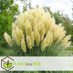Plant in a Box Pampasgras - Set van 3 - Cortaderia selloana - Hoogte 25-40cm - ⌀9cm Best